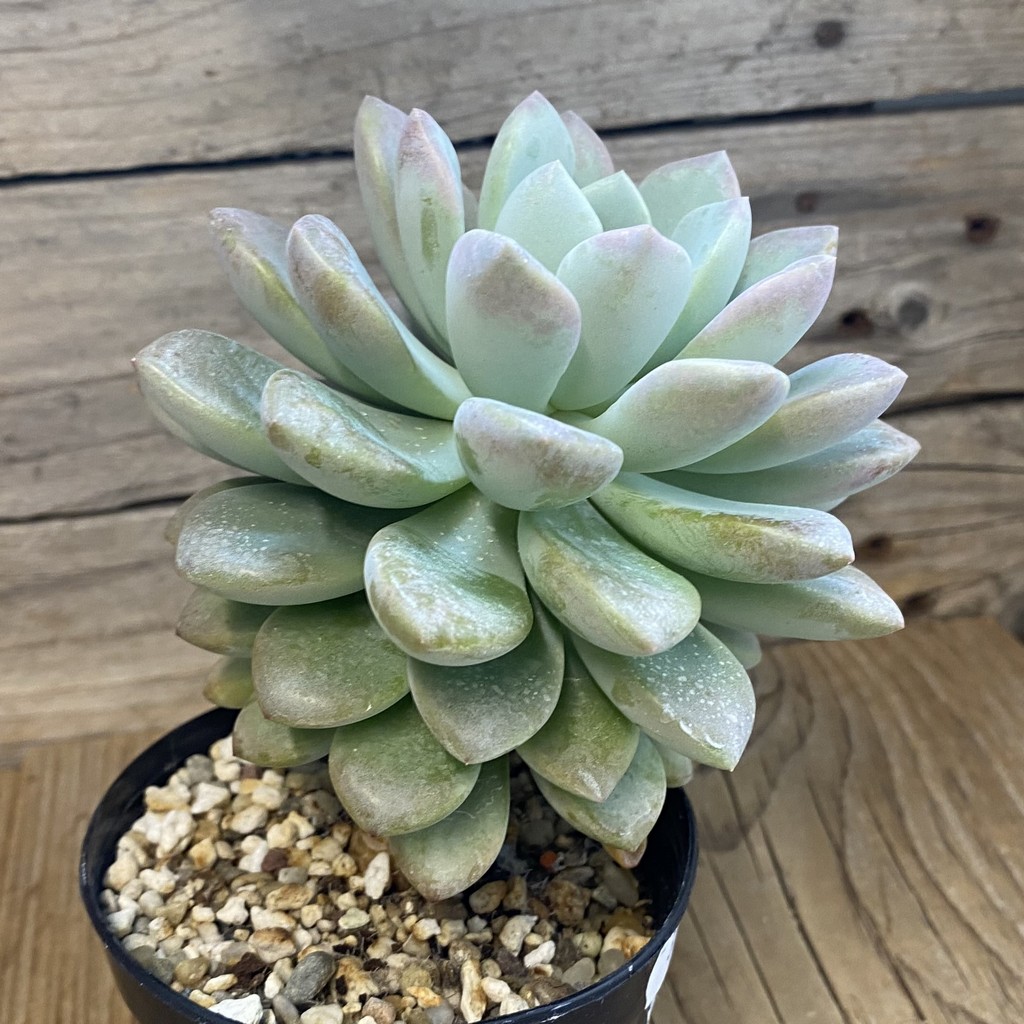 SH37512 Graptoveria 'Opalina' hybrid - Image 2