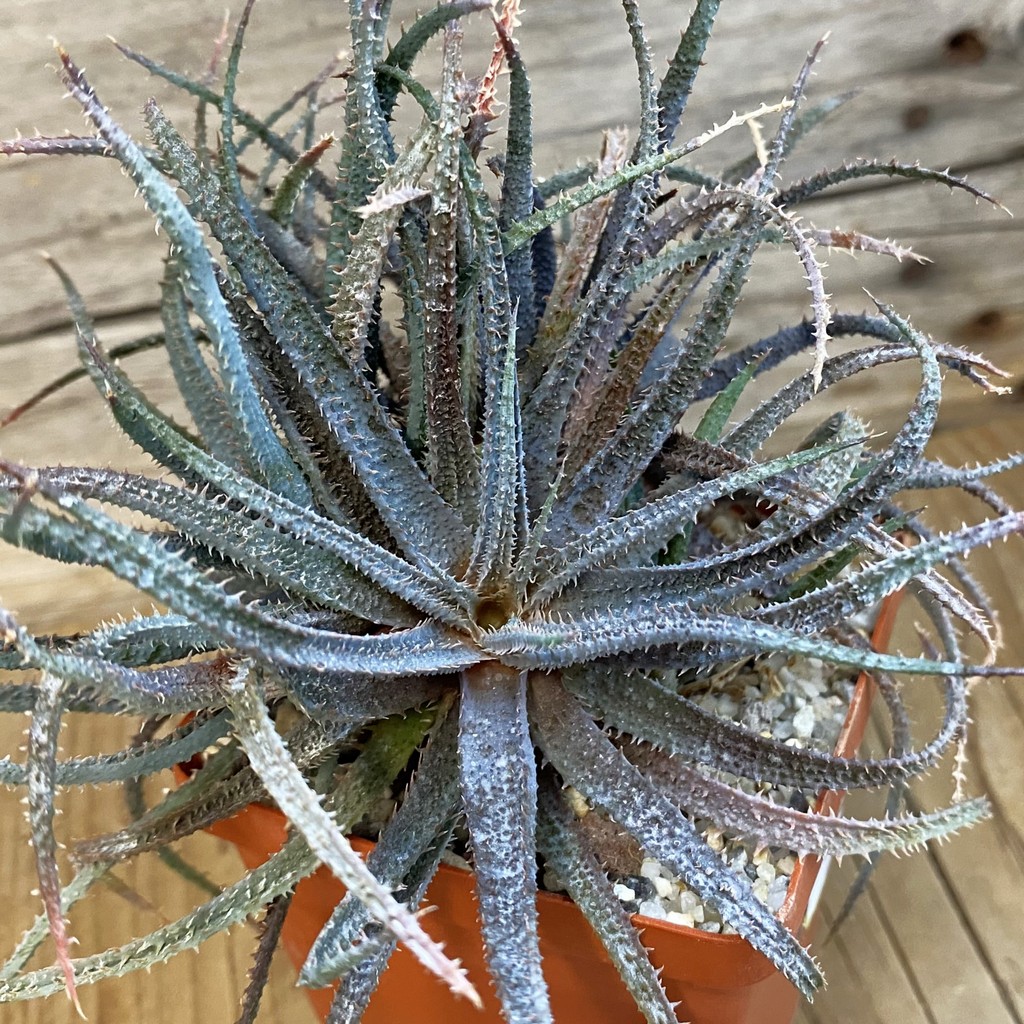 SH37450 Aloe parvula -Madagascar-
