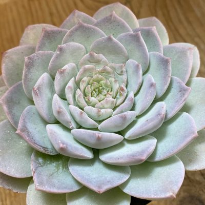 SH37513 Echeveria 'Violet Queen'