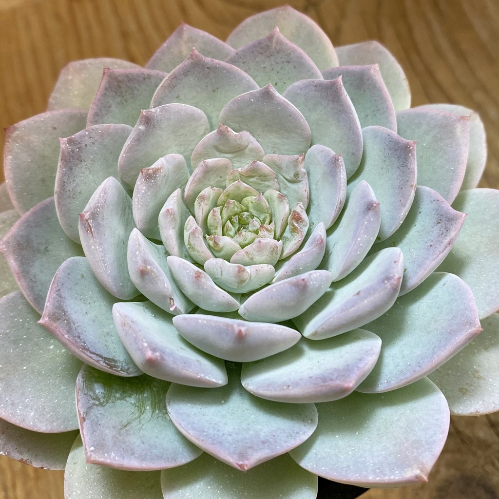 SH37513 Echeveria 'Violet Queen'