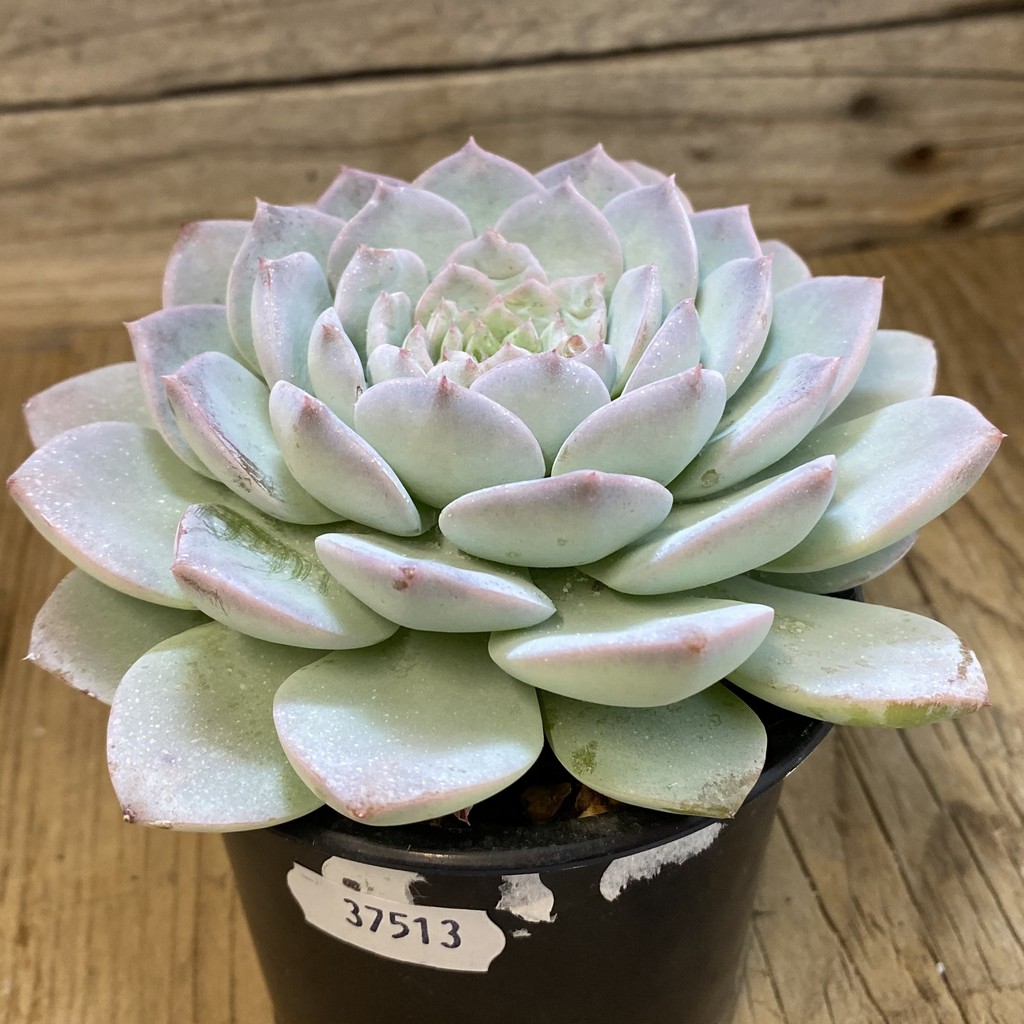 SH37513 Echeveria 'Violet Queen' - Image 2