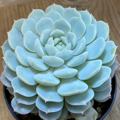 SH37514 Echeveria 'Violet Queen'