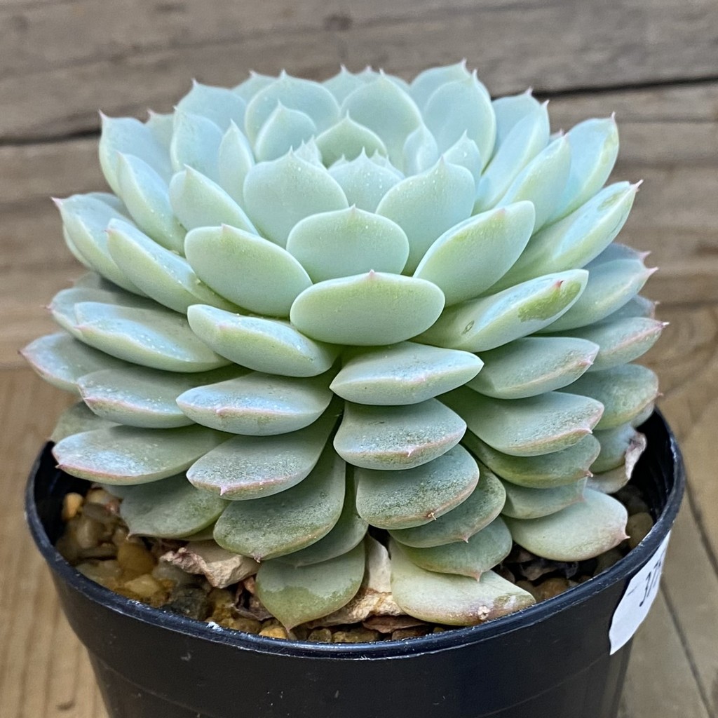 SH37514 Echeveria 'Violet Queen' - Image 2