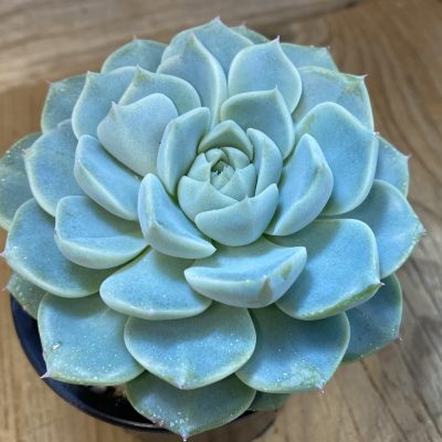 SH37515 Echeveria 'Tynie Burger' hybrid
