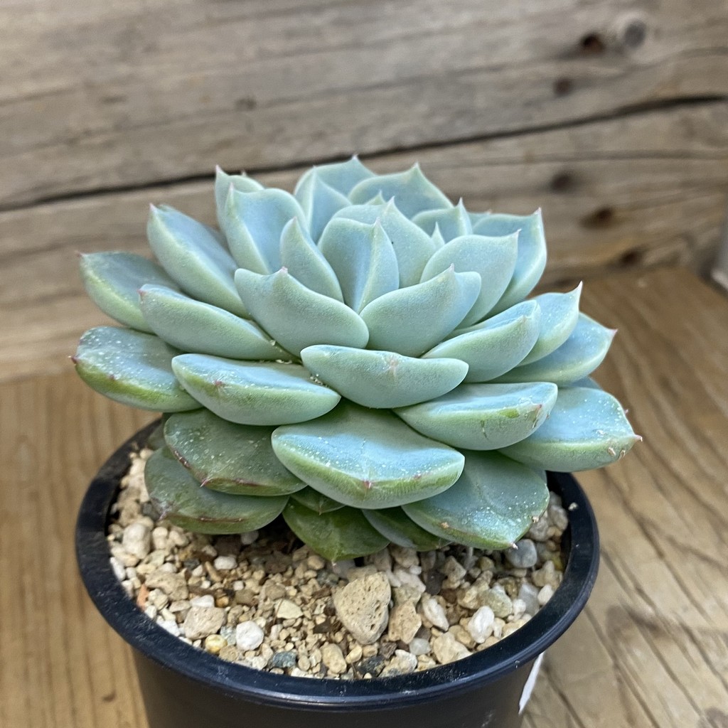 SH37515 Echeveria 'Tynie Burger' hybrid - Image 2