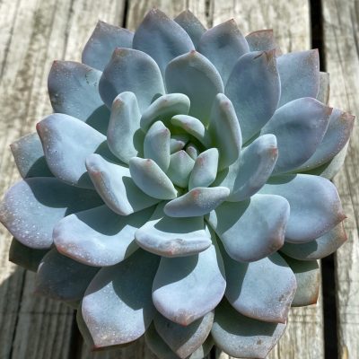 SH37516 Echeveria ‘Snow Bunny’