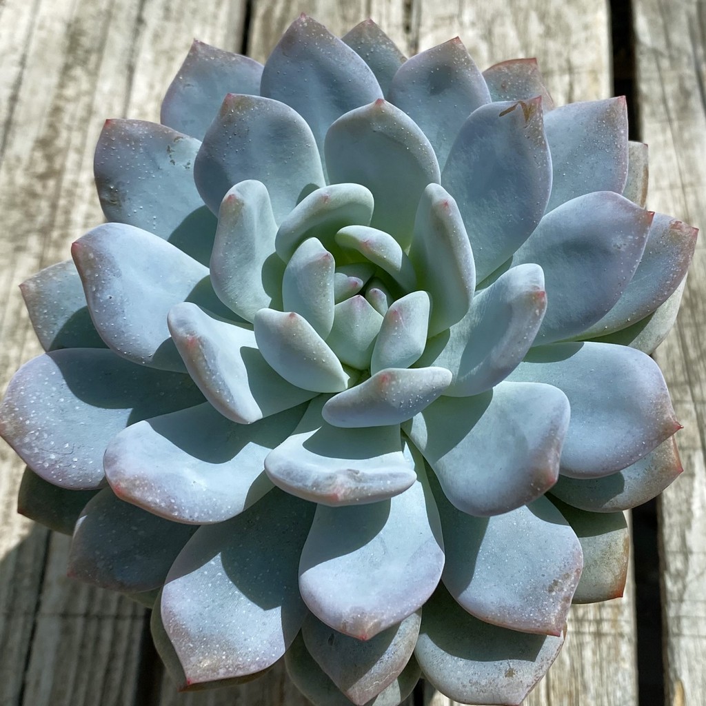 SH37516 Echeveria ‘Snow Bunny’