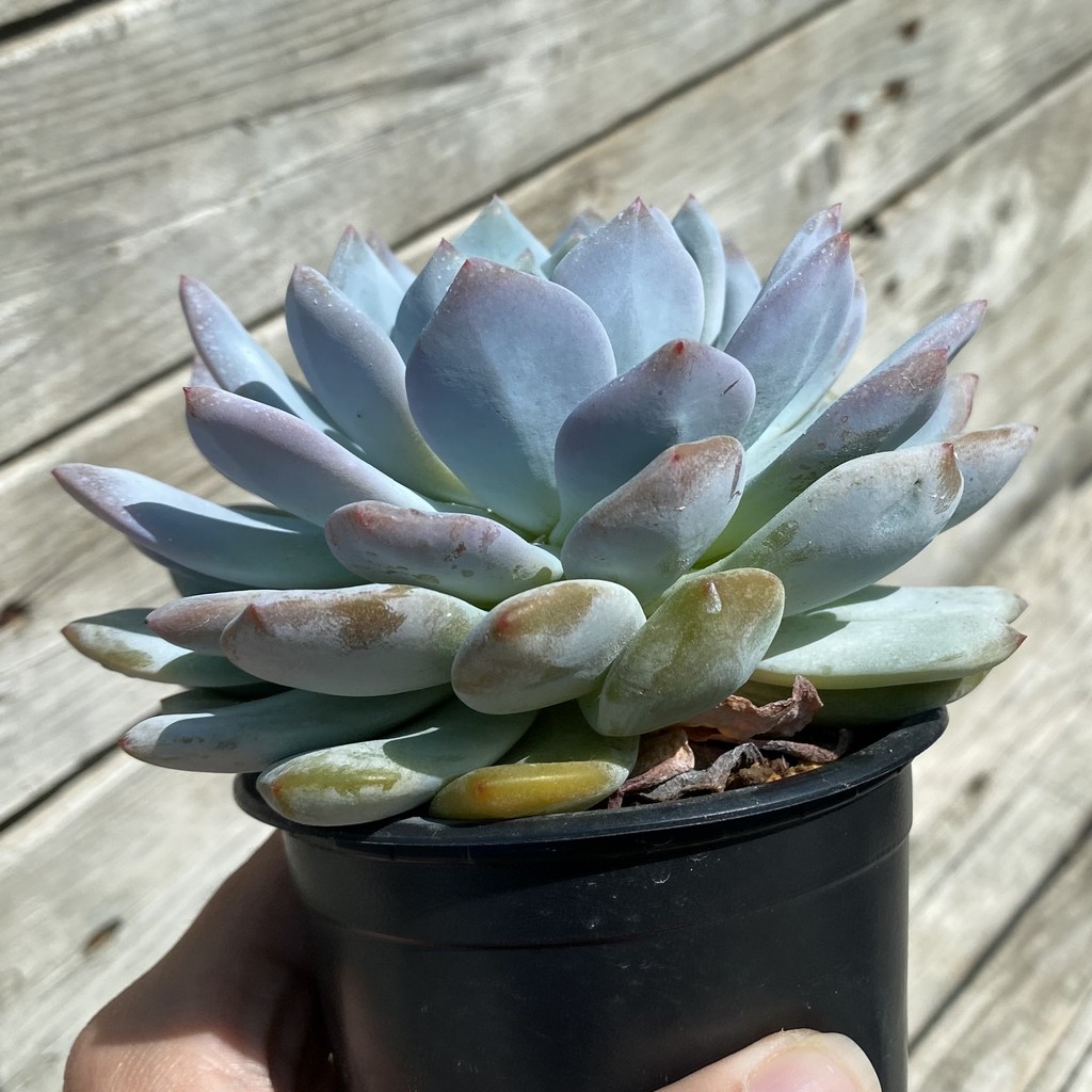SH37516 Echeveria ‘Snow Bunny’ - Image 2