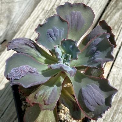 SH37518 Echeveria ‘Etna’
