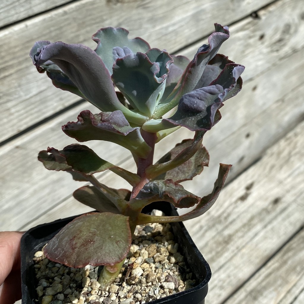 SH37518 Echeveria ‘Etna’ - Image 2
