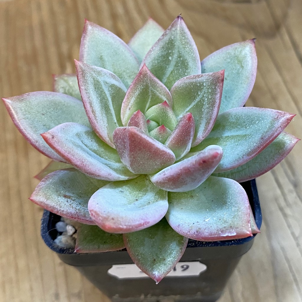 SH37519 Echeveria ‘Champagne’