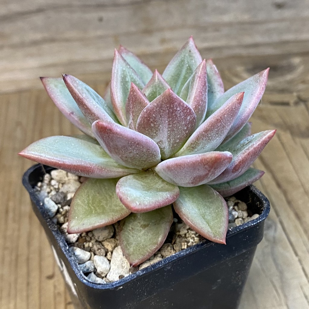 SH37519 Echeveria ‘Champagne’ - Image 2