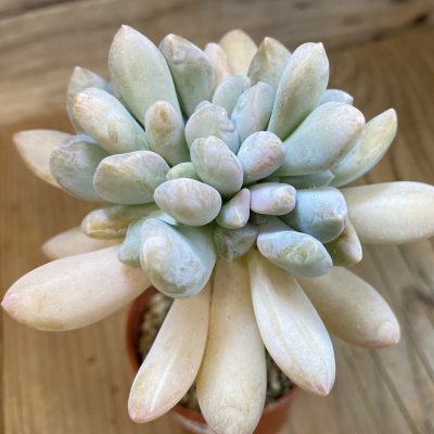 SH37520 Graptophytum 'Supreme' f. monstrosa