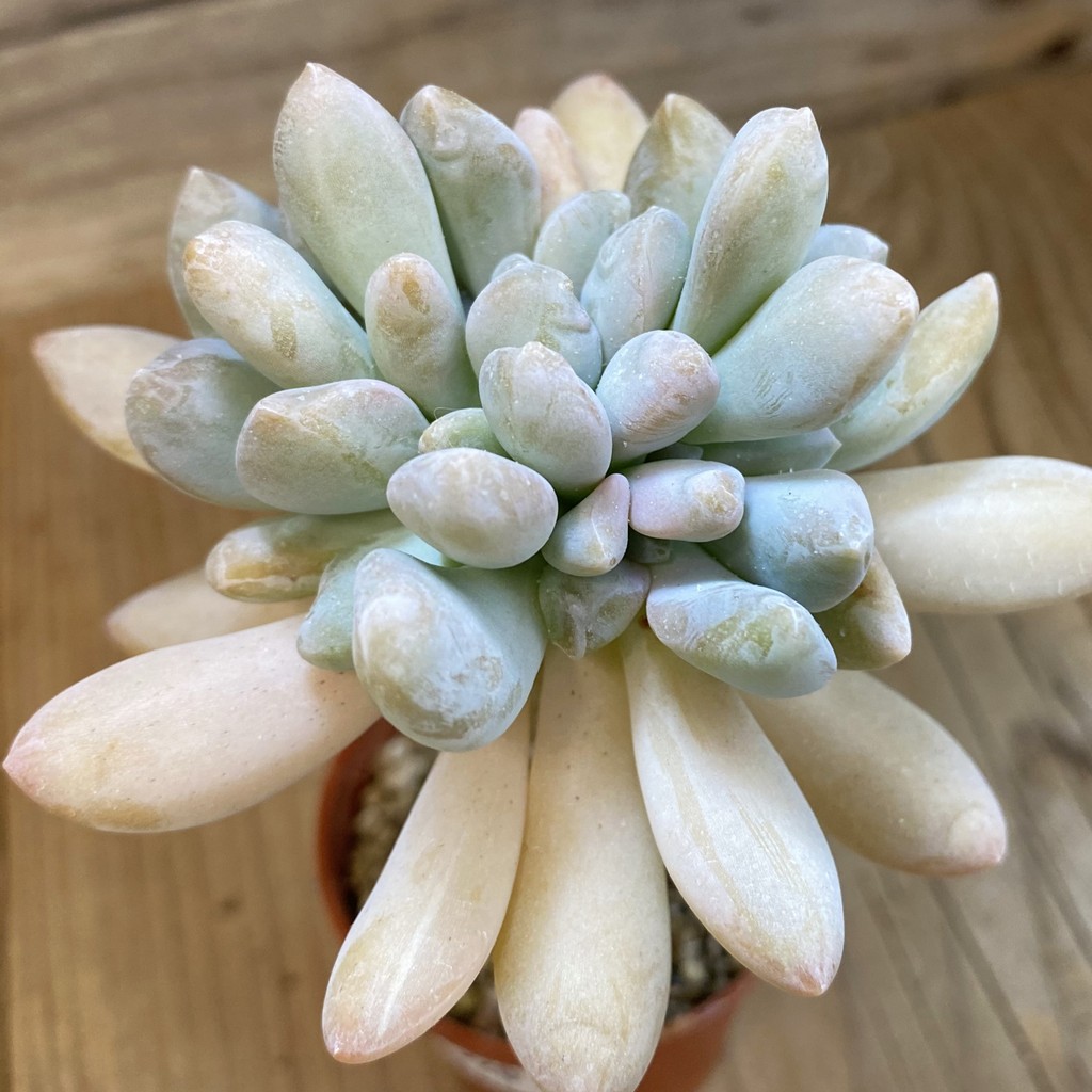 SH37520 Graptophytum 'Supreme' f. monstrosa