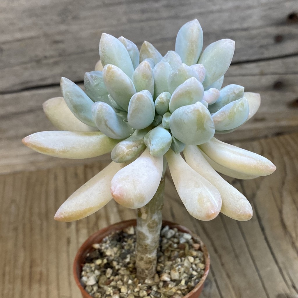 SH37520 Graptophytum 'Supreme' f. monstrosa - Image 2