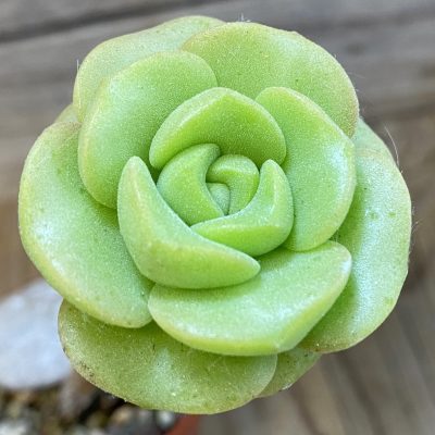 SH37521 Aeonium 'Lily Pad'