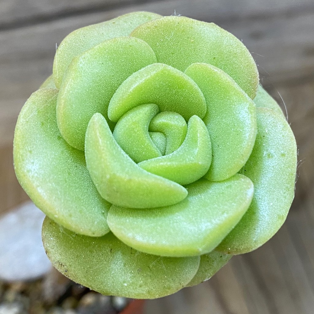 SH37521 Aeonium 'Lily Pad'