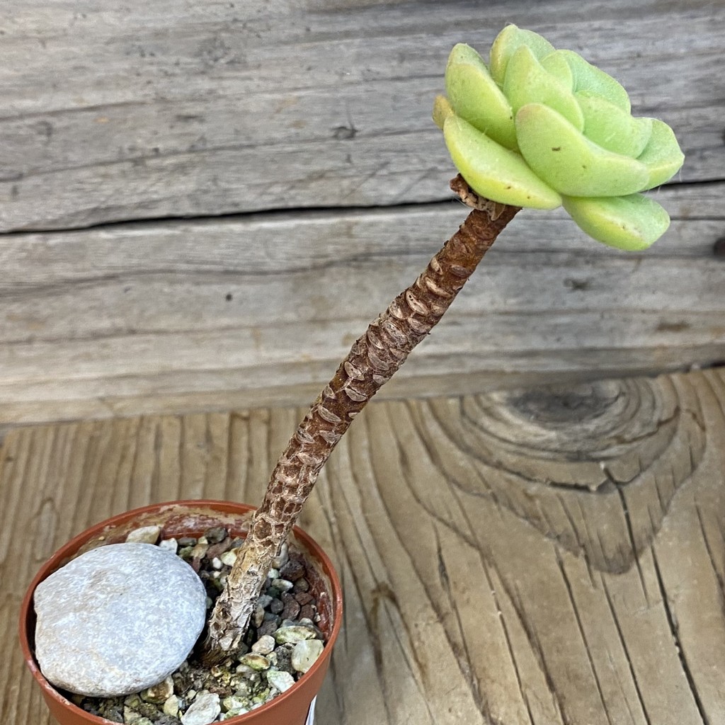 SH37521 Aeonium 'Lily Pad' - Image 2