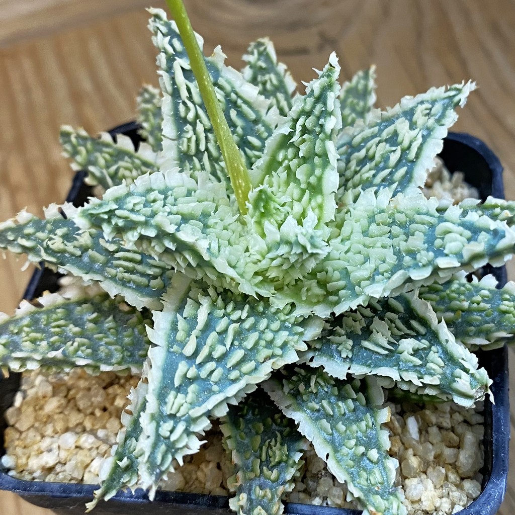 SH37451 Aloe TCT hybrid