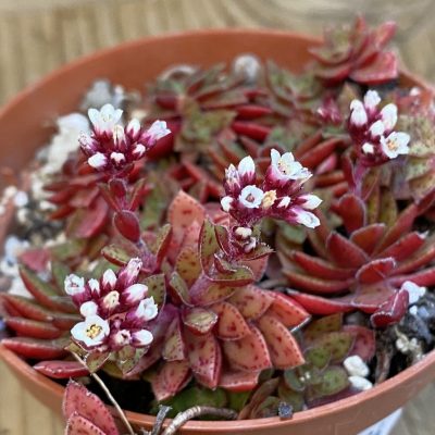SH37524 Crassula exilis v. cooperi hybrid