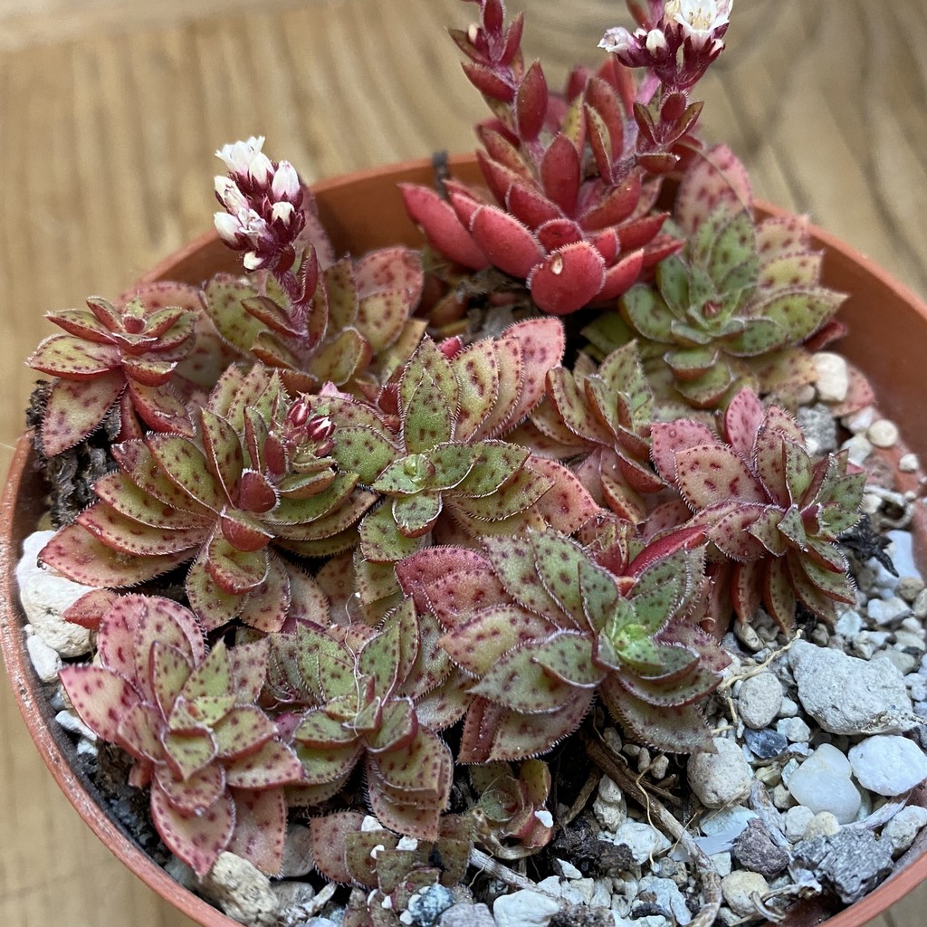 SH37524 Crassula exilis v. cooperi hybrid - Image 2