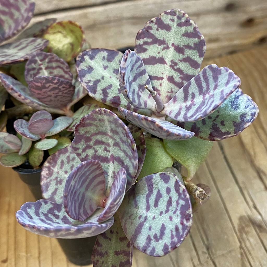 SH37525 Kalanchoe marmorata ‘Leopard’