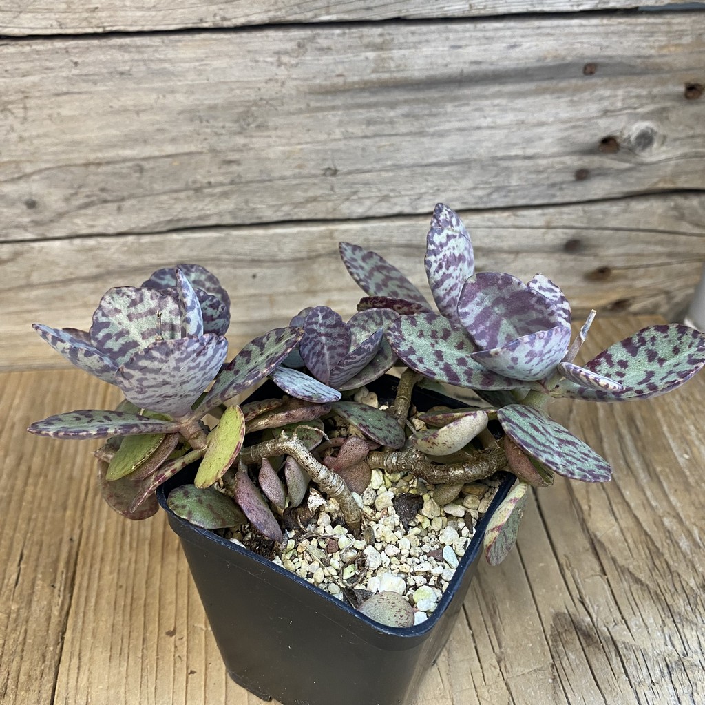 SH37525 Kalanchoe marmorata ‘Leopard’ - Image 2