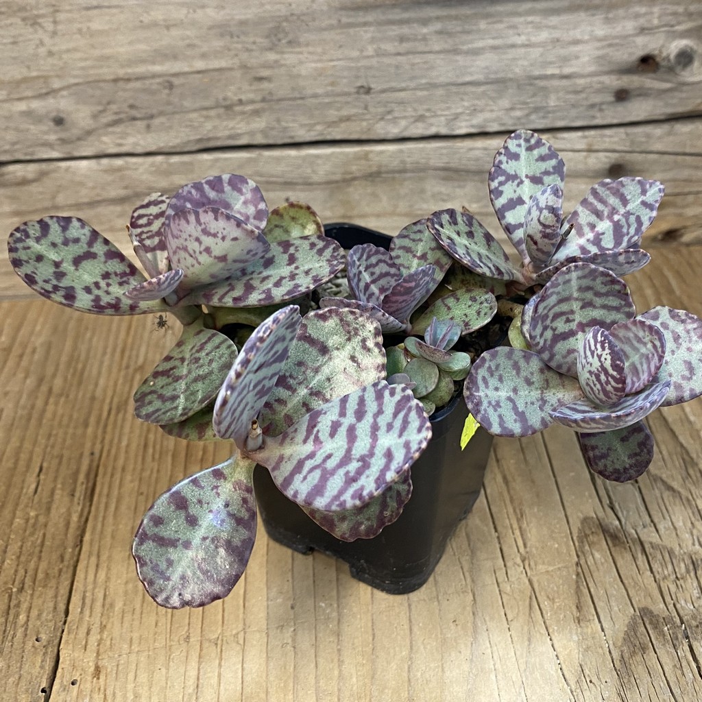 SH37525 Kalanchoe marmorata ‘Leopard’ - Image 3
