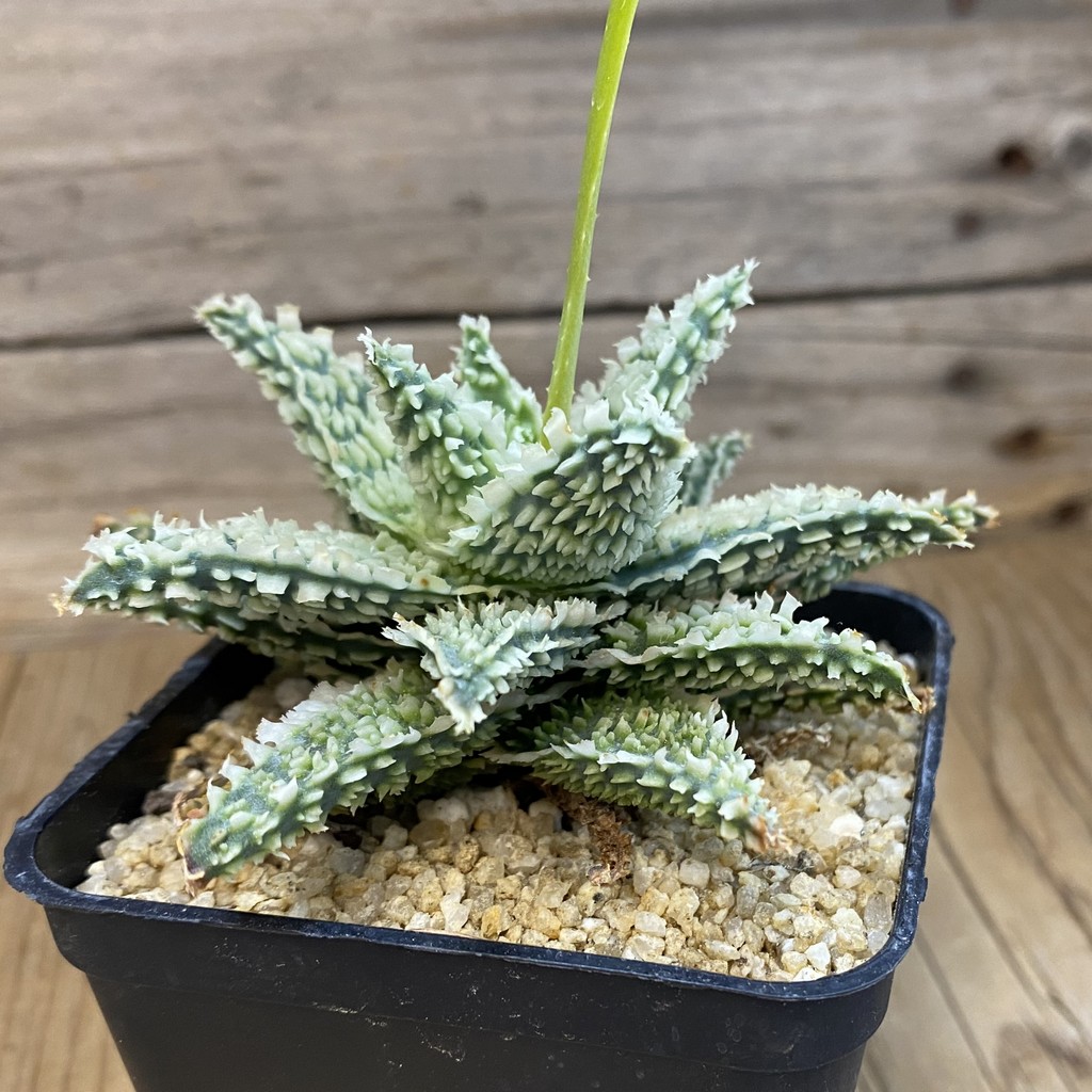 SH37451 Aloe TCT hybrid - Image 2