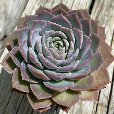 SH37526 Echeveria 'Violet Queen'
