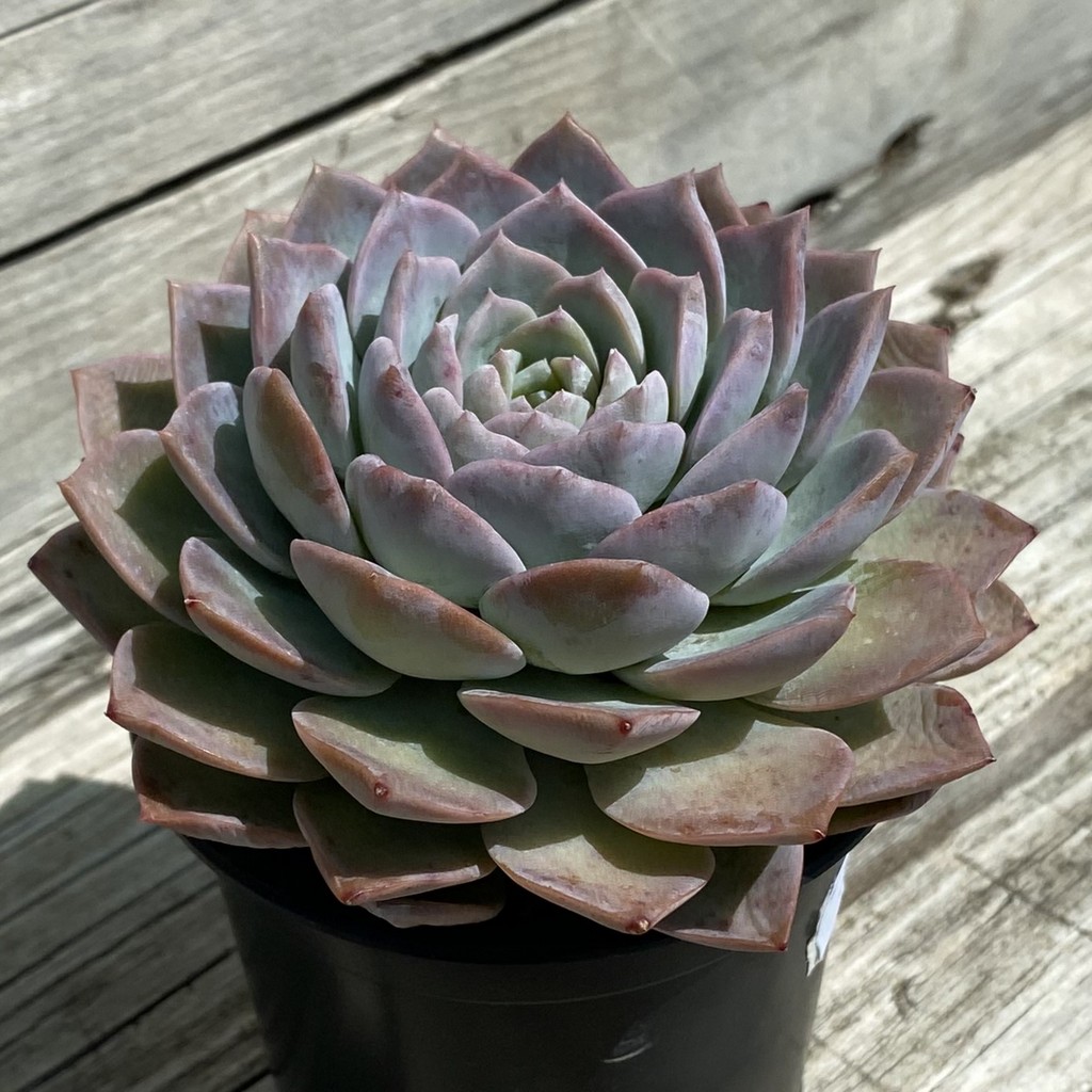 SH37526 Echeveria 'Violet Queen' - Image 2