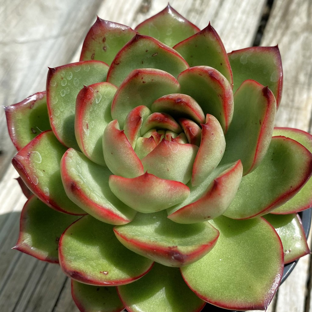 SH37527 Echeveria ‘Moonstone’