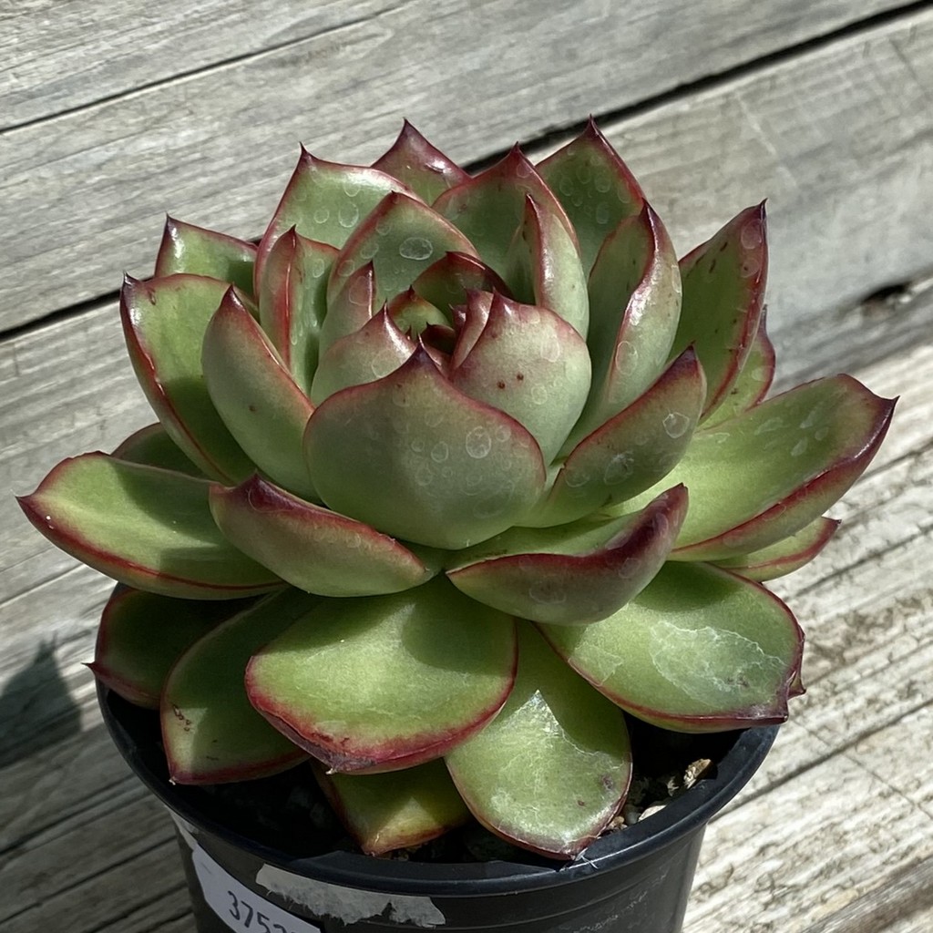 SH37527 Echeveria ‘Moonstone’ - Image 2