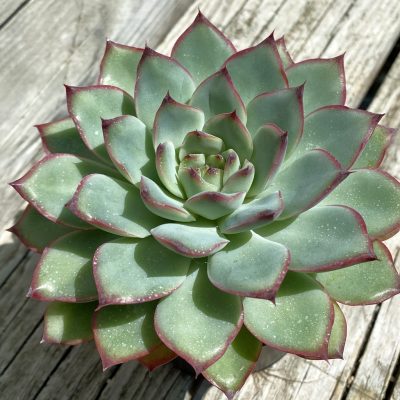 SH37528 Echeveria pulidonis hybrid