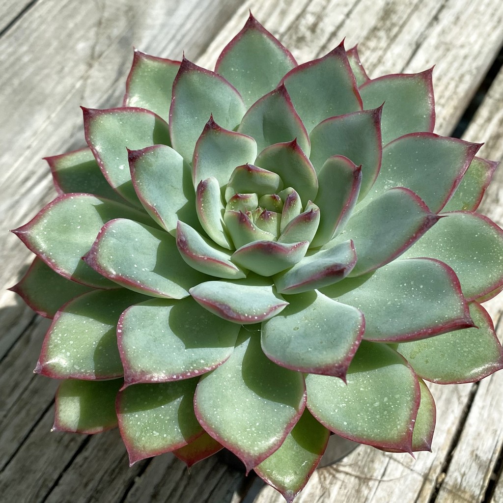 SH37528 Echeveria pulidonis hybrid