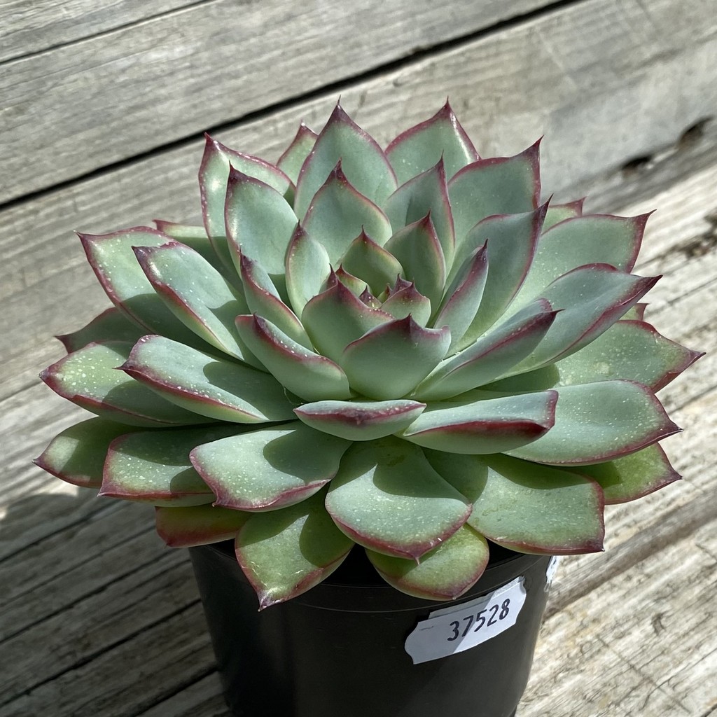 SH37528 Echeveria pulidonis hybrid - Image 2