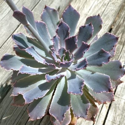 SH37529 Echeveria shaviana ‘Neon Breakers’