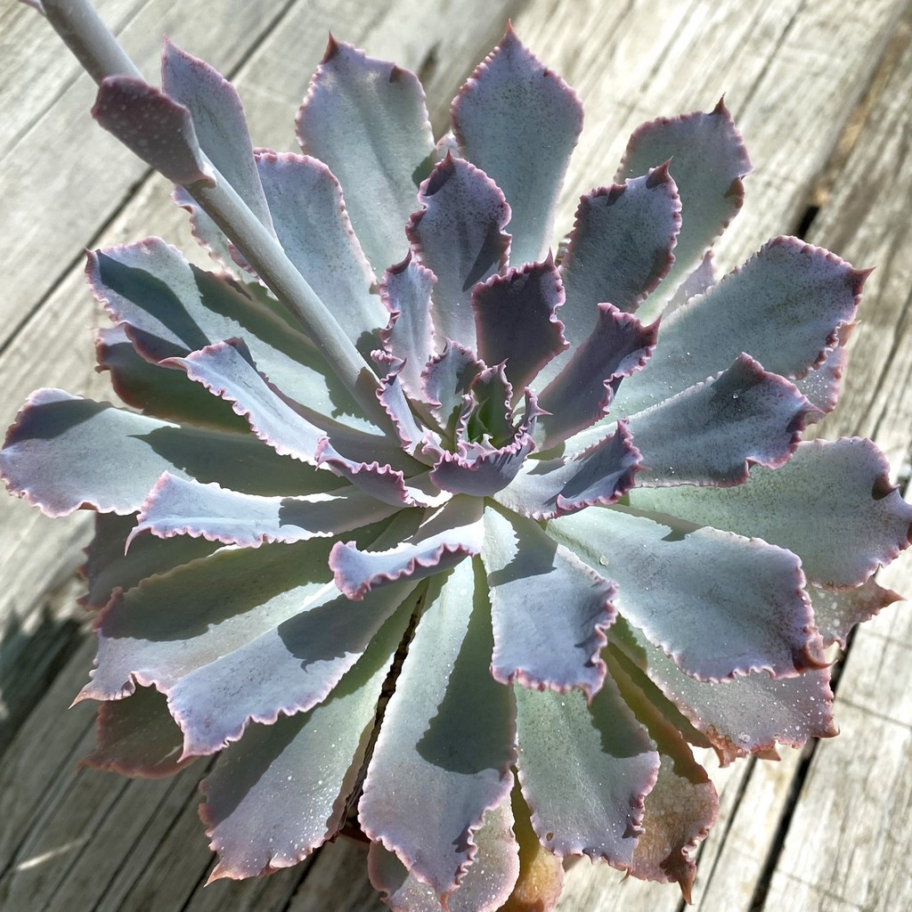 SH37529 Echeveria shaviana ‘Neon Breakers’
