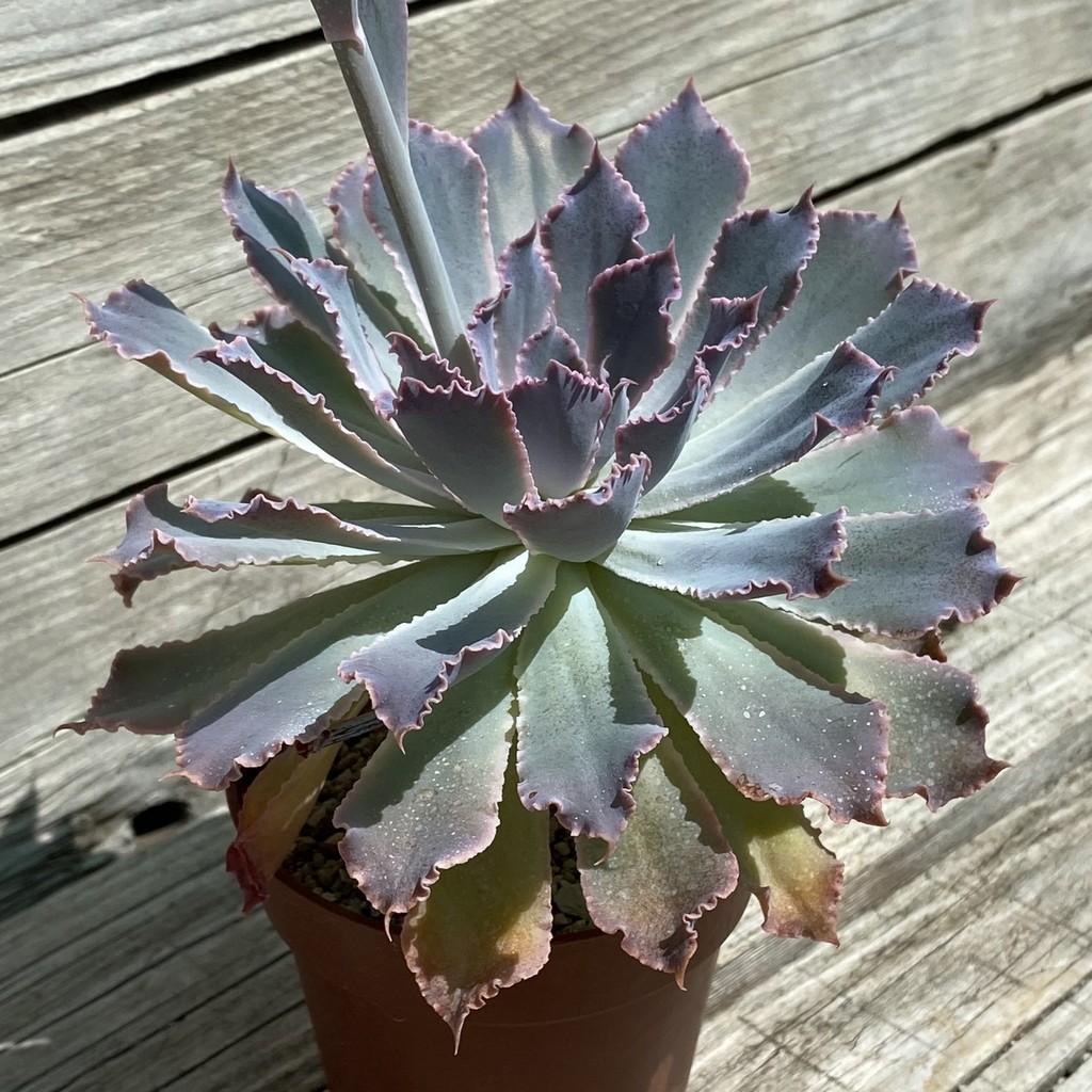 SH37529 Echeveria shaviana ‘Neon Breakers’ - Image 2