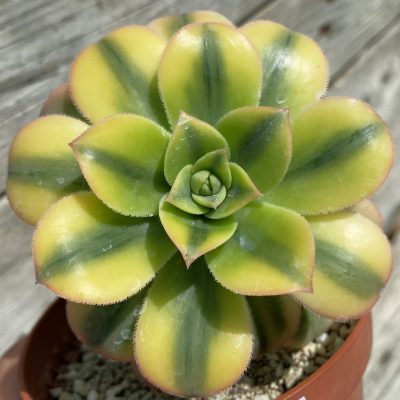 SH37530 Aeonium ‘Sunburst’