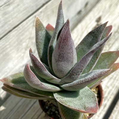 SH37531 Crassula ‘Garnet Lotus’