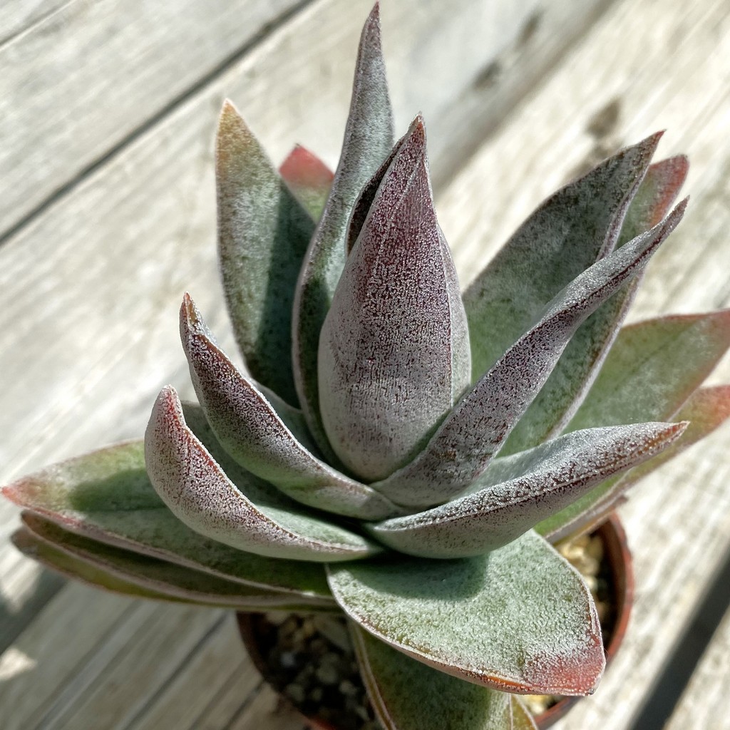 SH37531 Crassula ‘Garnet Lotus’
