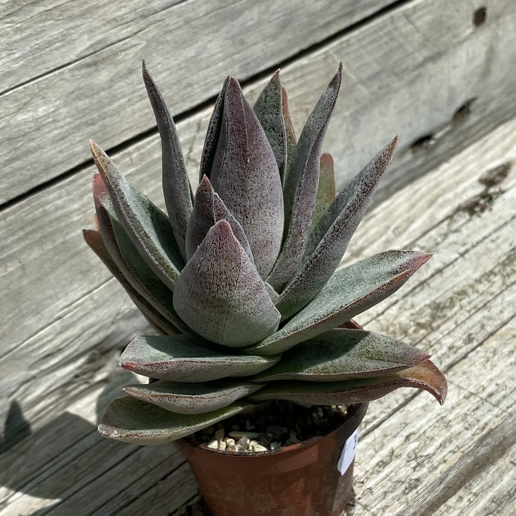 SH37531 Crassula ‘Garnet Lotus’ - Image 2