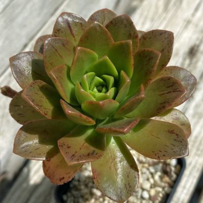 SH37532 Aeonium 'Bronze Medal' hybrid