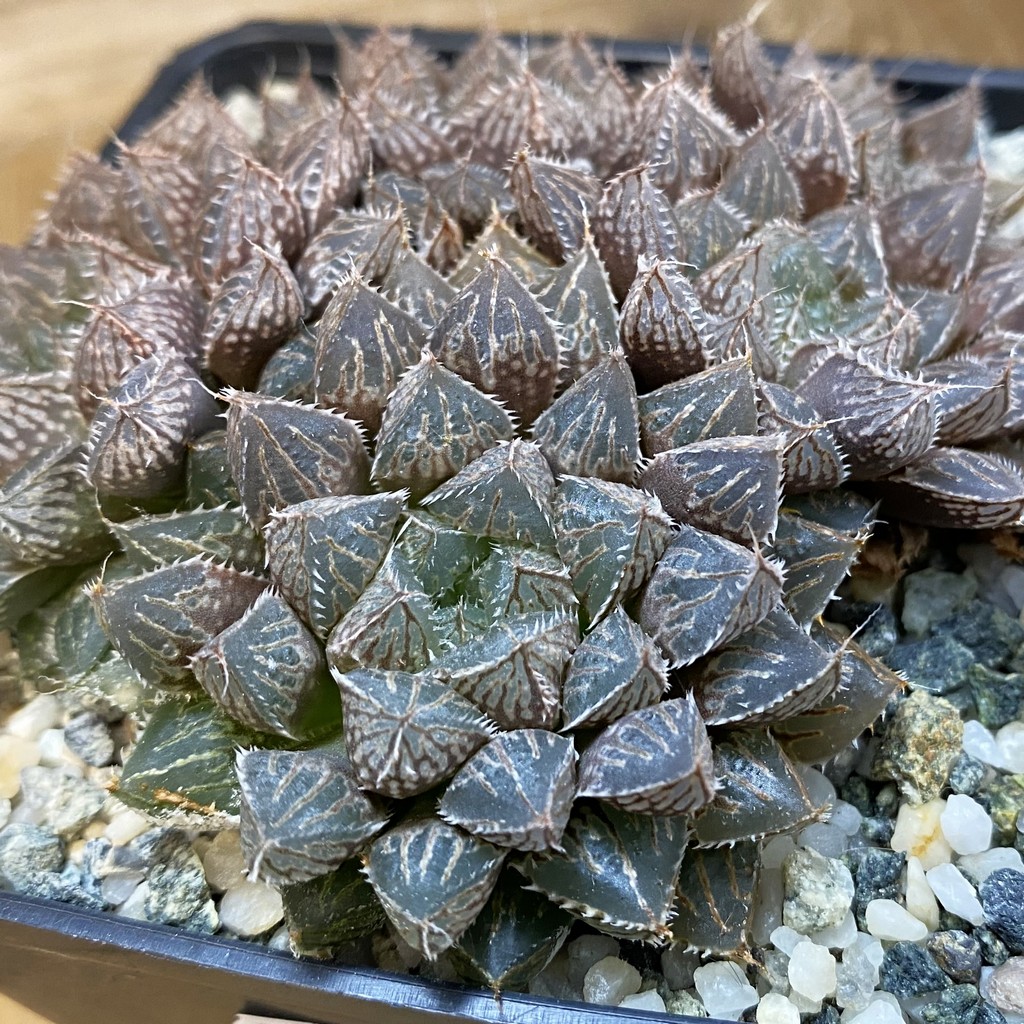 SH37452 Haworthia 'Mirror Ball'