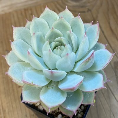 SH37533 Echeveria ‘Beatrice’ hybrid