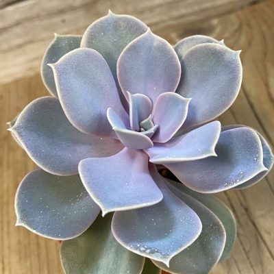 SH37534 Echeveria ‘Perle Von Nurnberg’