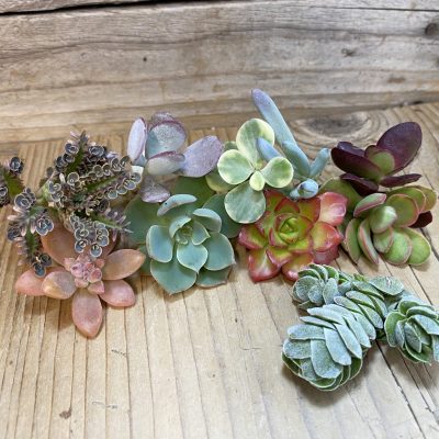SH37535 Succulents mix, cuted