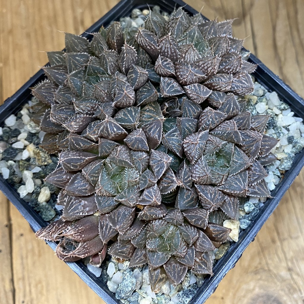 SH37452 Haworthia 'Mirror Ball' - Image 2