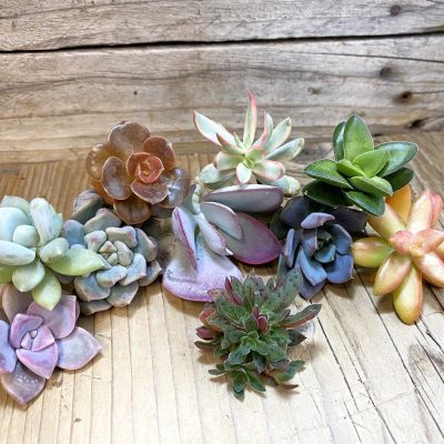 SH37536 Succulents mix, cuted